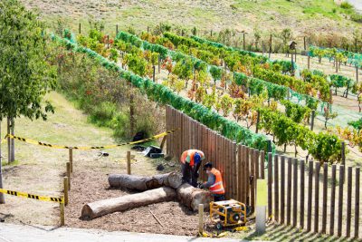 L’AMB construeix una trentena de refugis de biodiversitat amb arbres tombats pel Gloria